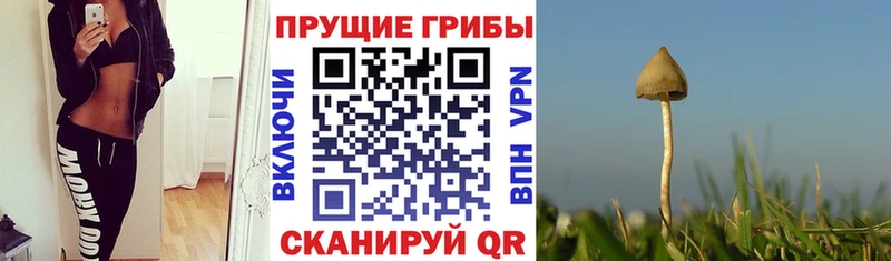 купить закладку  Озёры  Галлюциногенные грибы прущие грибы 